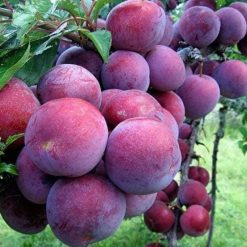 Cây giống mận hậu