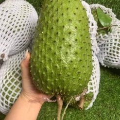 Cây giống mãng cầu xiêm thái 295125329 1383339442190453 1258154946793066543 n 1