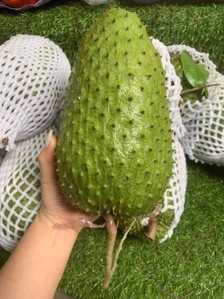Cây giống mãng cầu xiêm thái 295125329 1383339442190453 1258154946793066543 n 1