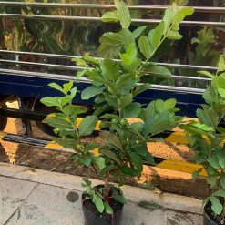 328020686 520753020044516 5848711218796198340 n 1