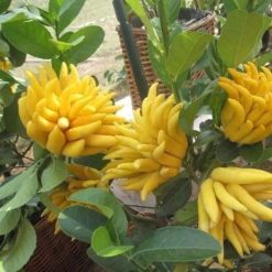 Cây giống phật thủ