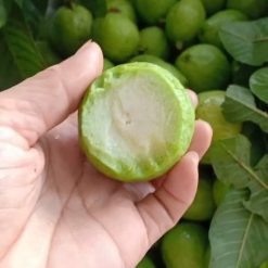 Cây giống ổi tứ quý không hạt