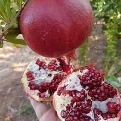 Cây giống lựu đỏ Ấn Độ