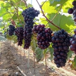 Cây giống nho Ninh Thuận