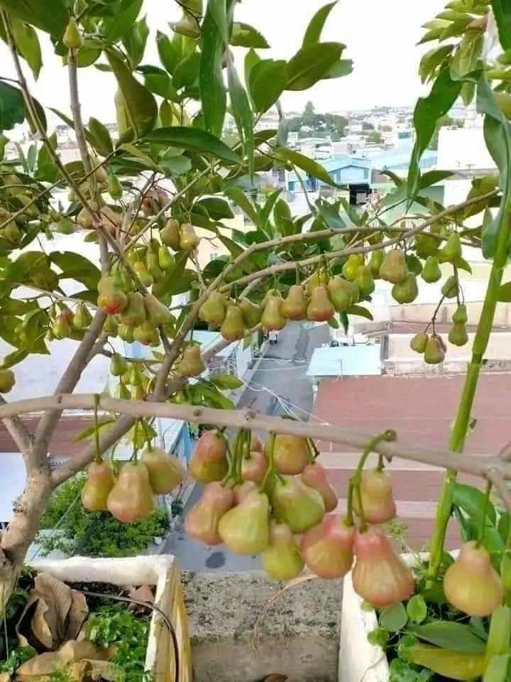 Cây giống roi đỏ 363424133 1489124941894095 4493658293842515538 n