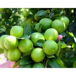 Cây giống chanh tứ quý