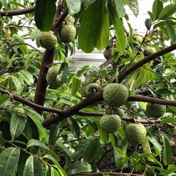 Cây giống mãng cầu xiêm thái 375918878 2323274384522486 1219098469756320220 n 1