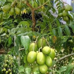 Cây giống cóc thái
