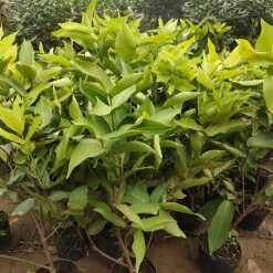 Cây giống roi đỏ 416894479 2506411049520114 1044767127050983308 n