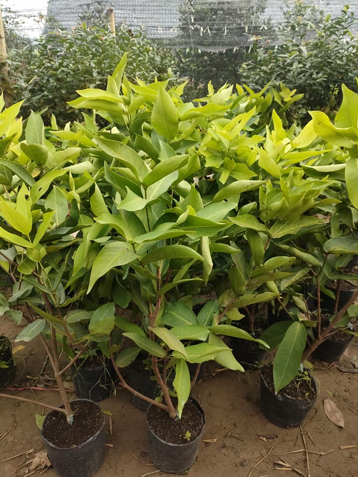 Cây giống roi đỏ 416894479 2506411049520114 1044767127050983308 n