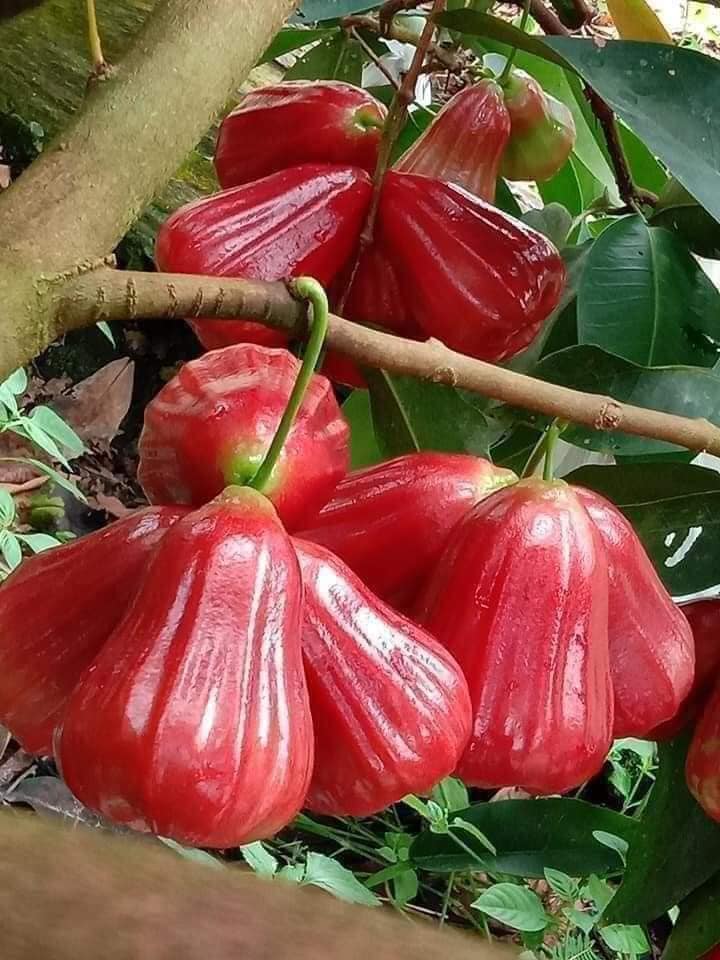 Cây giống roi đỏ 416900211 2506411132853439 841067843027050037 n