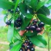 Cây giống cherry brazil 438686221 782060340545719 3245259870267764438 n