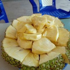 Cây giống mít không hạt