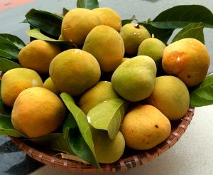 Cây chay giống ruột đỏ Cây chay ruột đỏ