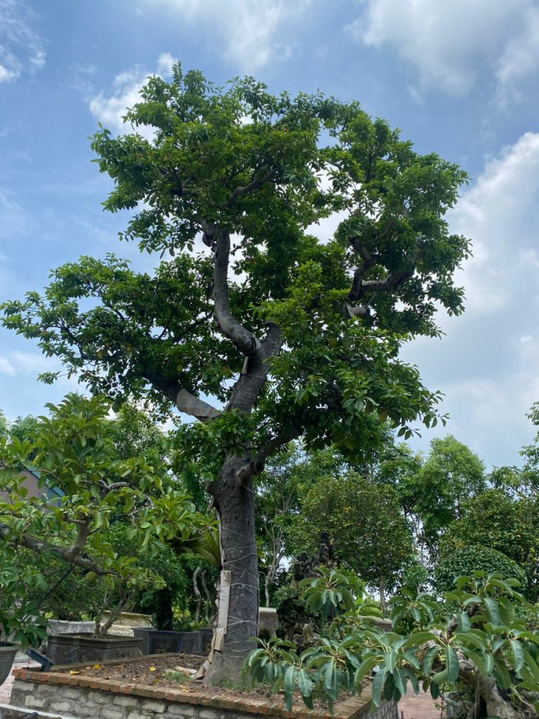 Cây chay giống ruột đỏ cây chay giống cổ thụ