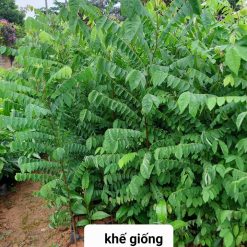cây khế ngọt giống, khế cơm