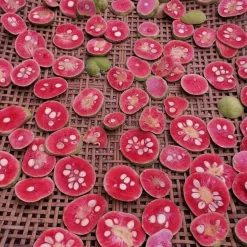 Cây chay giống ruột đỏ giống cây chay