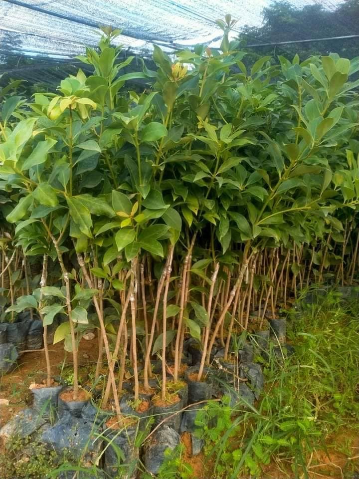 giống hoa hồi 33