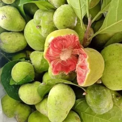 Cây chay giống ruột đỏ mua giống cây chay