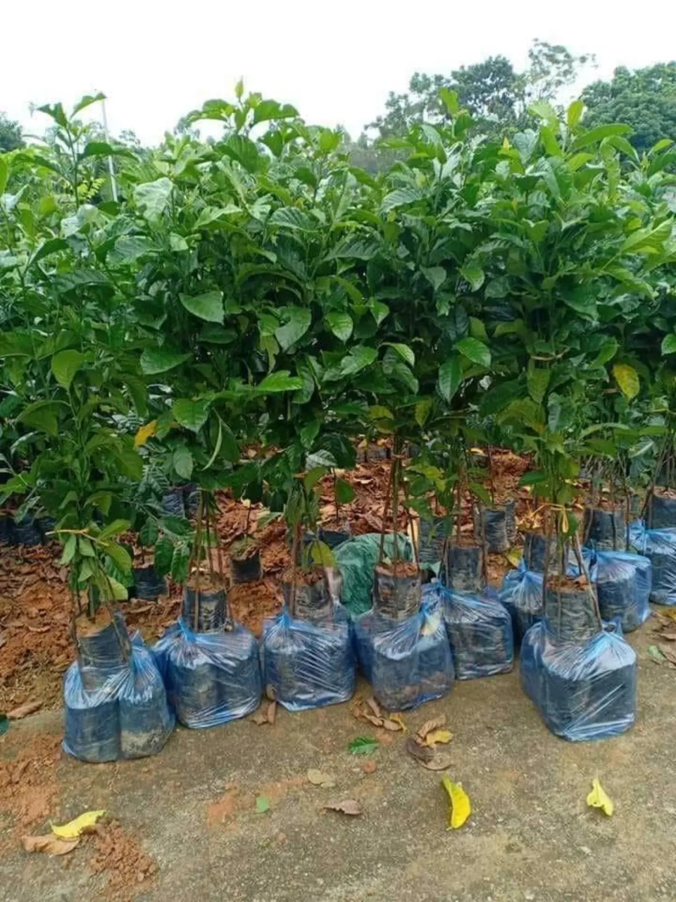 Cây chay giống ruột đỏ mua giống cây chay