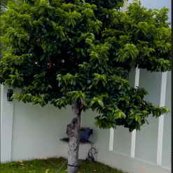 Cây chay giống ruột đỏ mua giống cây chay22