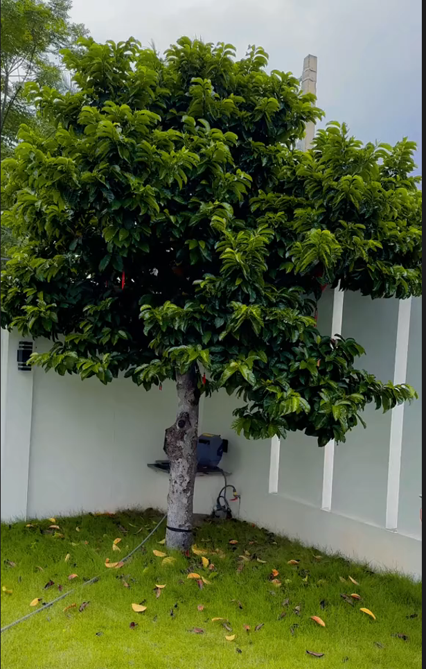 Cây chay giống ruột đỏ mua giống cây chay22