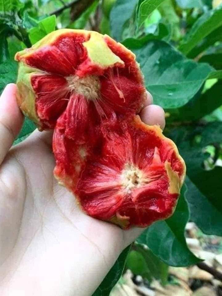 Cây chay giống ruột đỏ qua chay