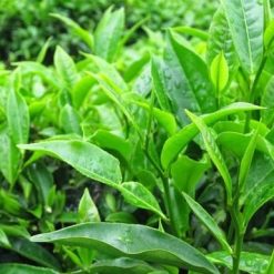 Cây giống chè xanh