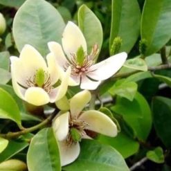 Cây giống hoa lan tiêu