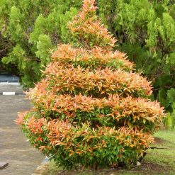 Cây giống hồng lộc