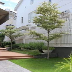 Cây giống bàng Đài Loan