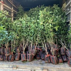 Cây giống mộc hương cao 1m 405009404 1293200682075956 5026217966777533104 n 1