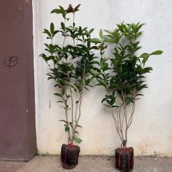 Cây giống mộc hương cao 1m 405073124 1293200708742620 8822841608783988549 n 1
