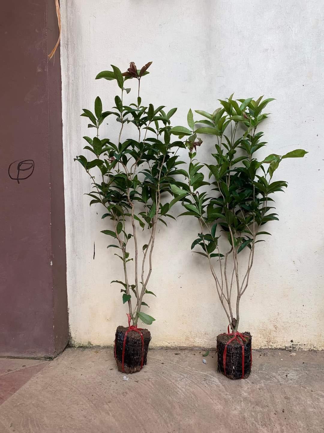Cây giống mộc hương cao 1m 405073124 1293200708742620 8822841608783988549 n 1