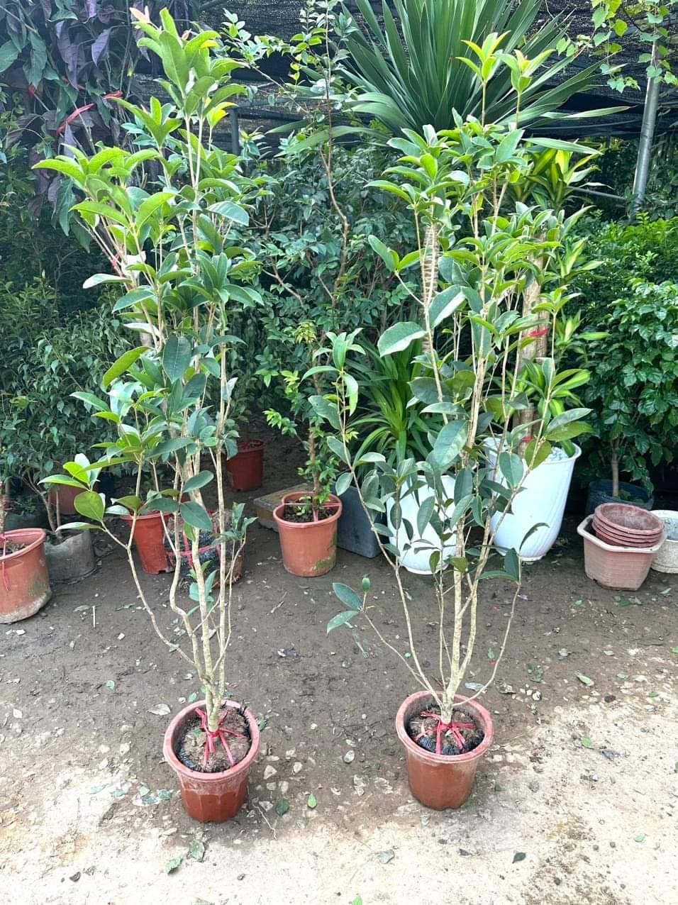 Cây giống mộc hương cao 1m 405769663 1293641755365182 152880839734215880 n 1