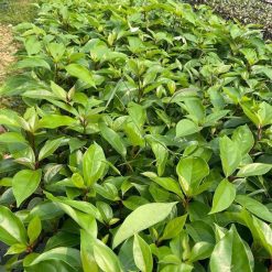 Cây giống long não