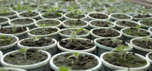 closeup young newborn tomatoes growing inside seedbed be ready spring