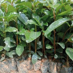Cây giống gáo vàng