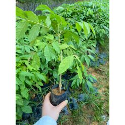 Cây giống đinh hương