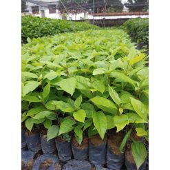 Cây giống gù hương