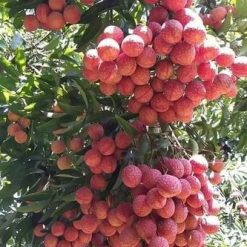 Cây giống vải thiều ghép