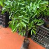368886750 263850039833739 8273420700500689402 n 1