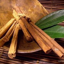 Cây quế giống