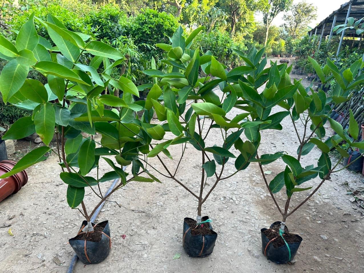 Cây giống roi đỏ 405372654 312304428270590 6299871055759823683 n 1