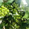 Cây roi đường xanh 419781285 367179592701132 8159074667547355659 n 1