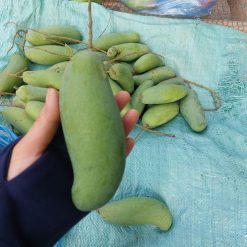 Cây giống xoài thái