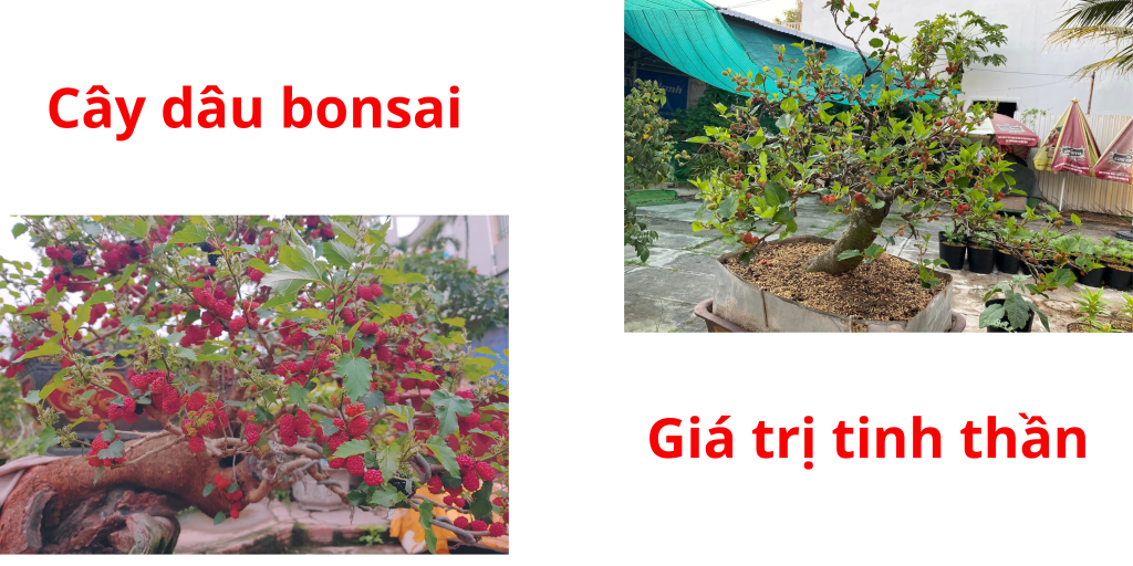 Cay dau bonsai