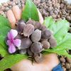 Cây giống sim rừng, cây sim rừng giống