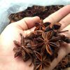 Cay giong hoa hoi 6
