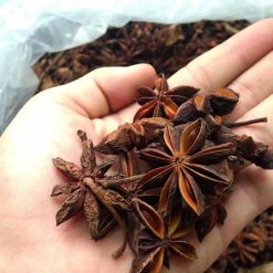 Cây Hoa Hồi Giống cao 70 - 80cm